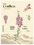 Be conillets - antirrhinum majus